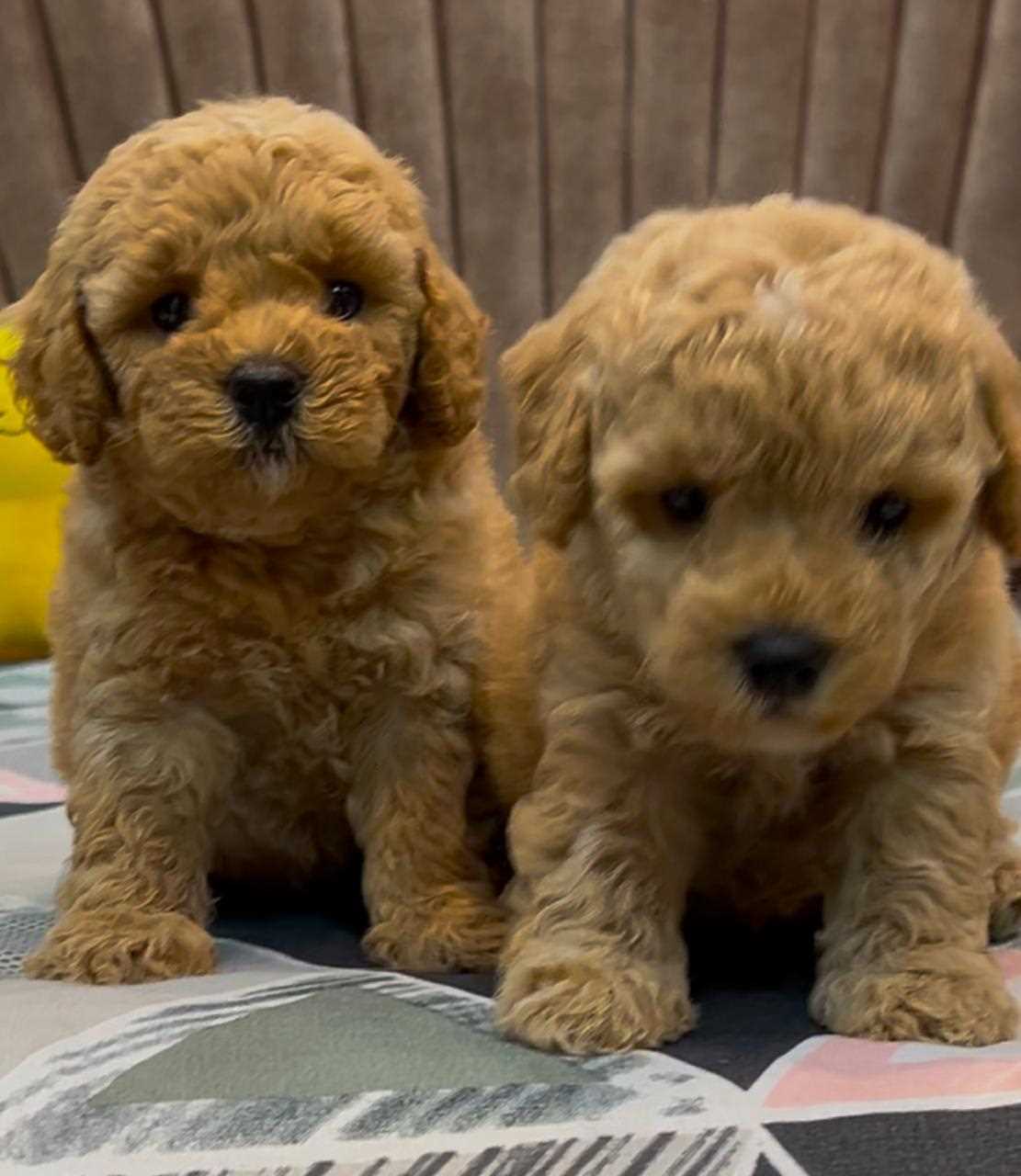 Champion Bloodline Toy Poodles