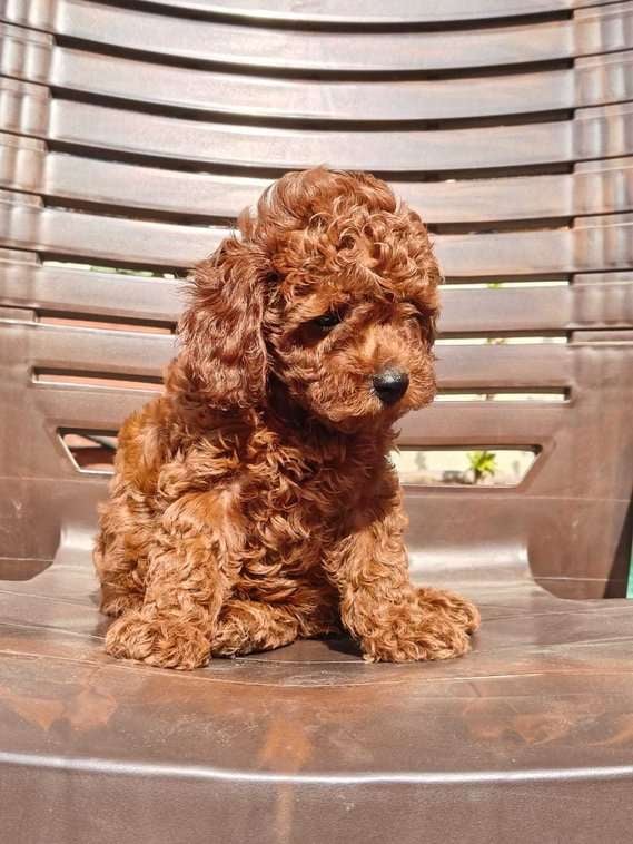KCI Registered Miniature Poodles
