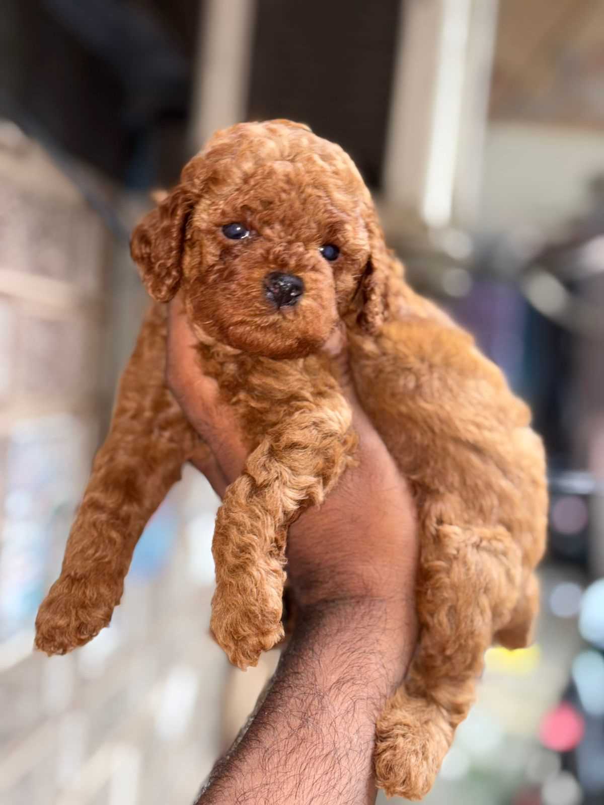 Poodle For Sale In Chennai