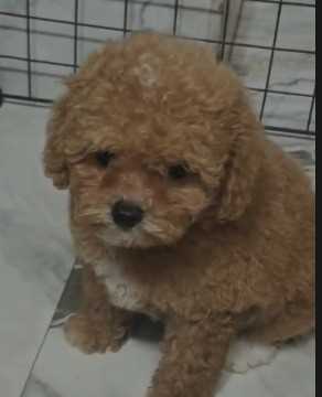 Poodle For Sale In Ludhiana