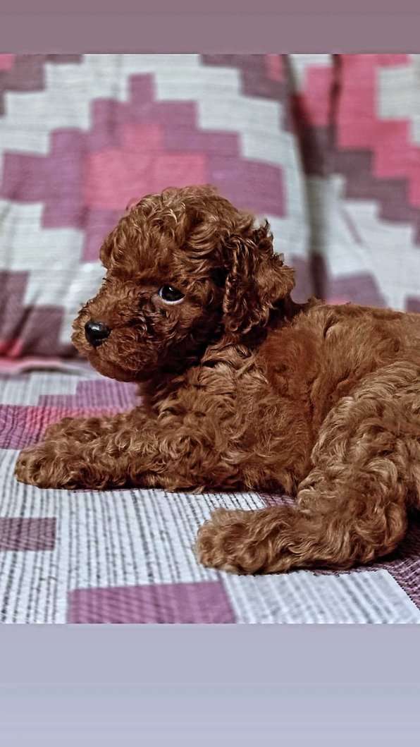 Poodle For Sale In Amritsar