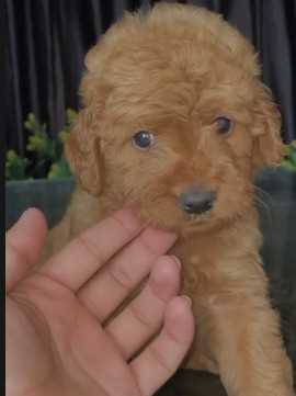 Poodle For Sale In Ludhiana