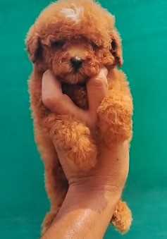 Poodle For Sale In Ludhiana