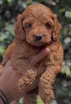 Poodle For Sale In Ludhiana