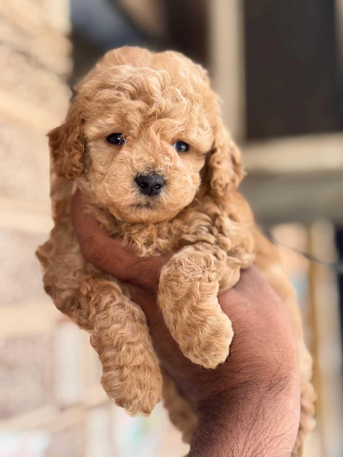 Poodle For Sale In Ludhiana
