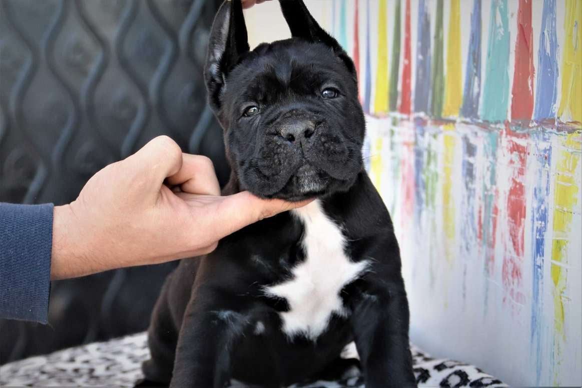 Cane Corso For Sale In Ludhiana