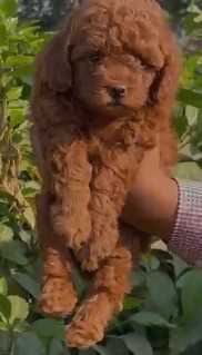Poodle For Sale In Ludhiana