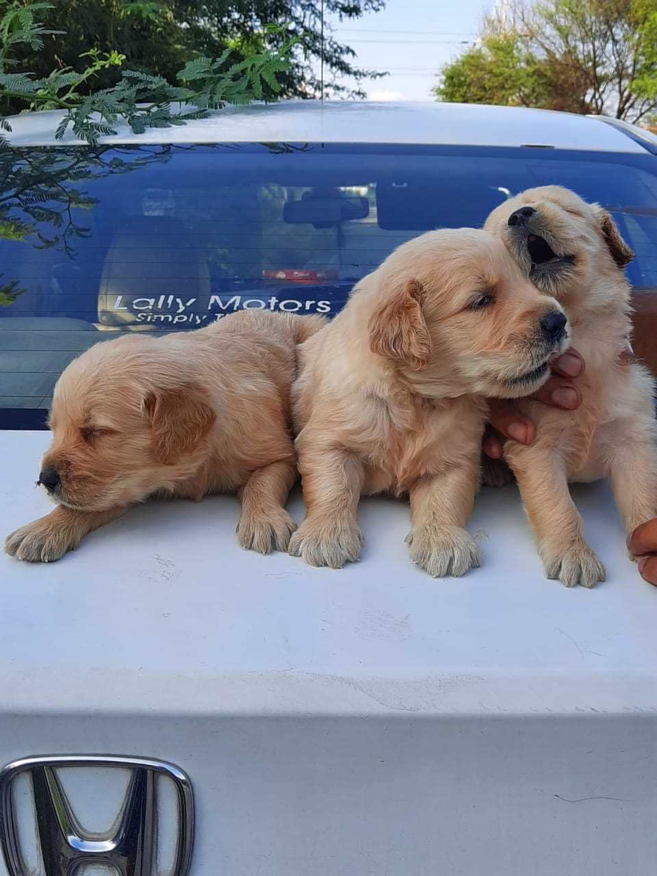 Mr n Mrs Pet