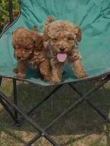 Poodle For Sale In Dibrugarh