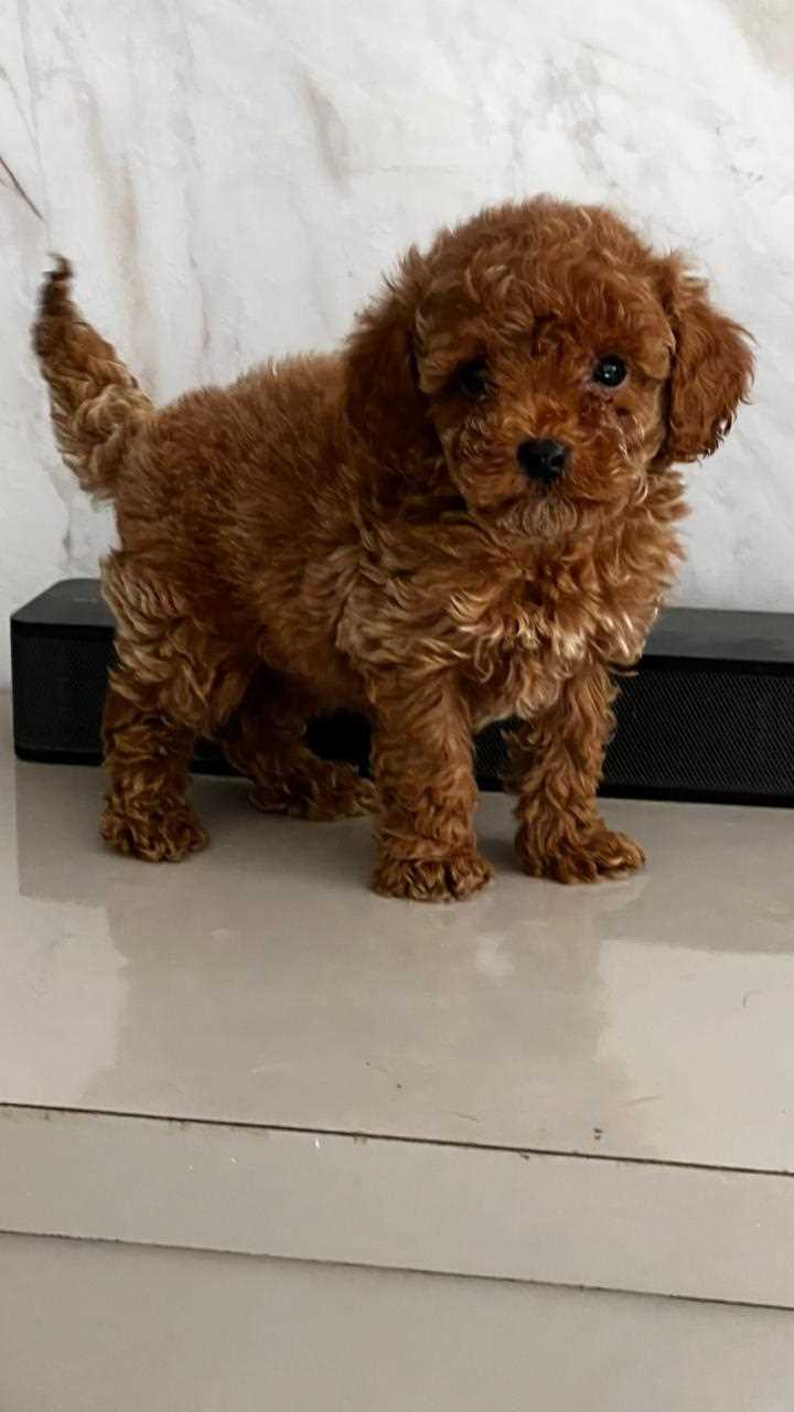 Poodle For Sale In Guwahati