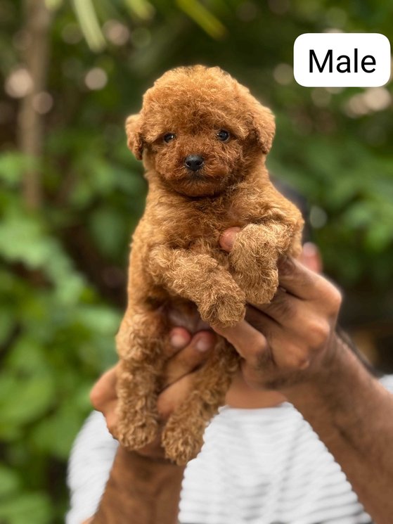 Poodle For Sale In Guwahati