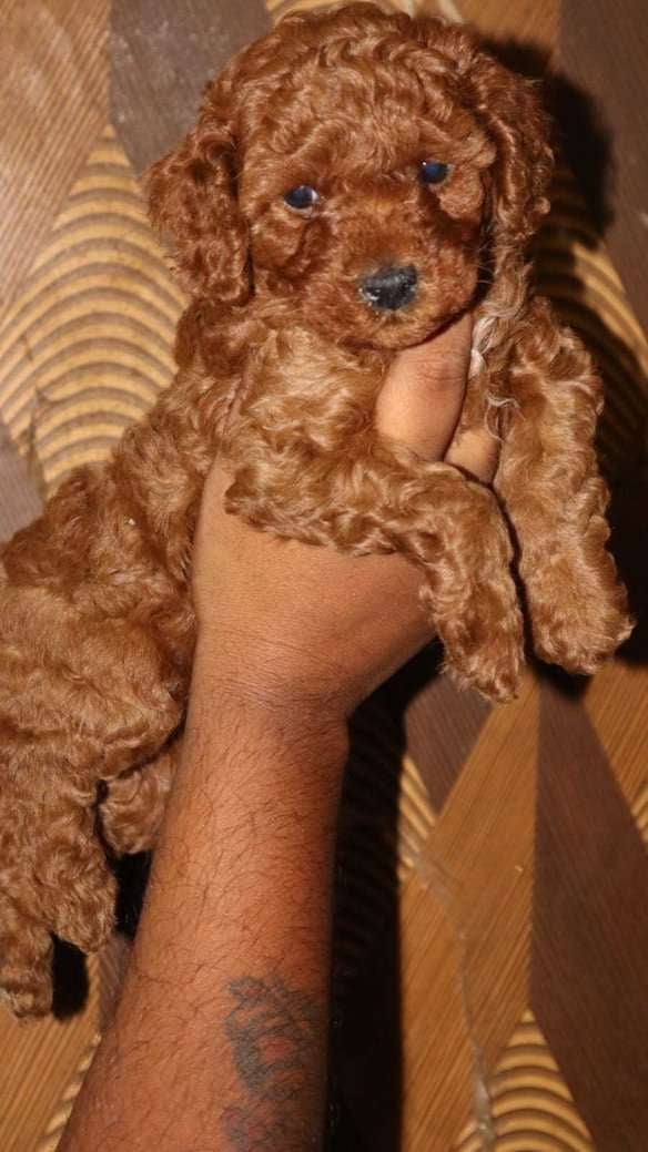 Poodle For Sale In Guwahati