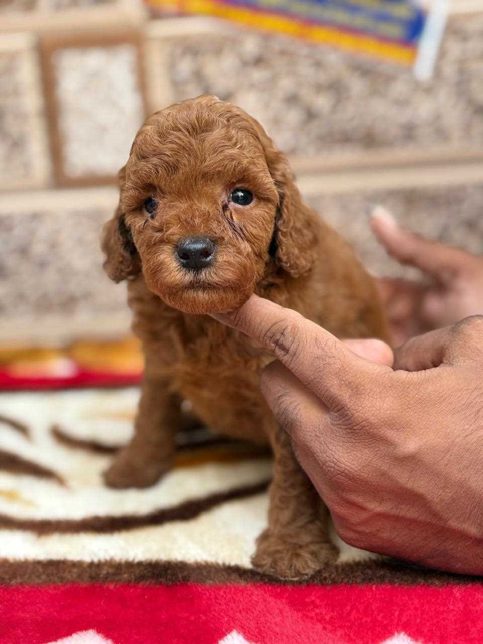 Poodle For Sale In Guwahati