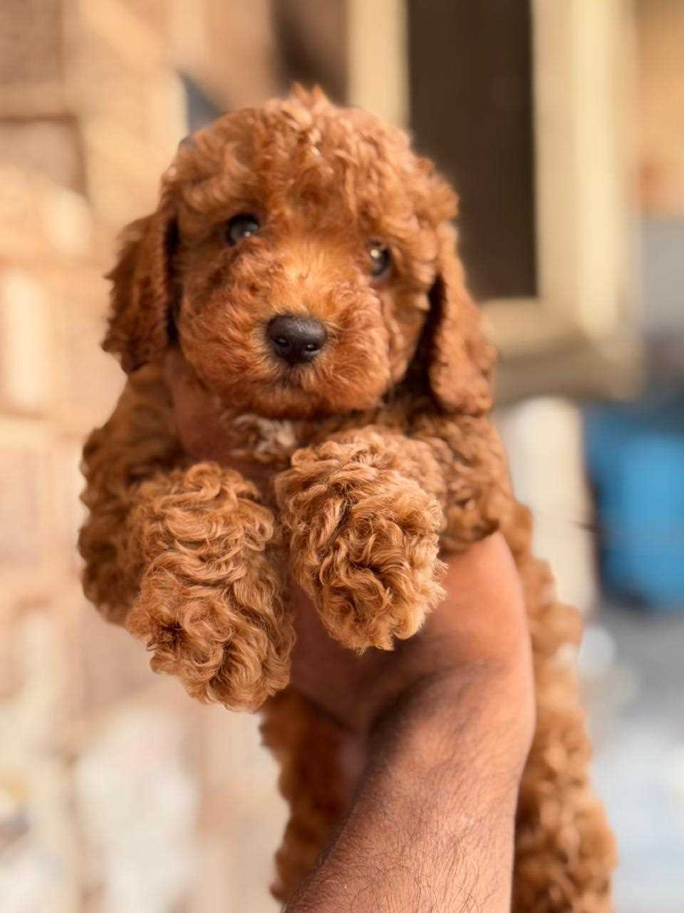 Poodle For Sale In Guwahati