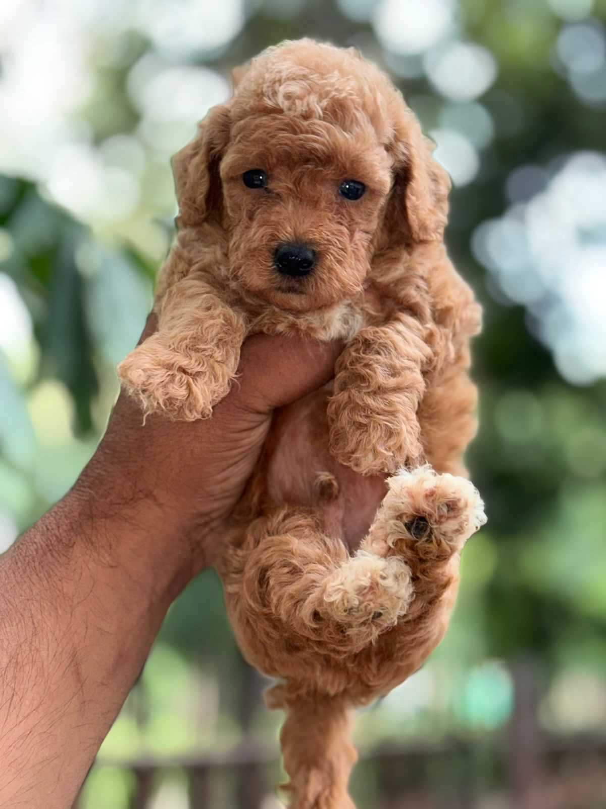 Poodle For Sale In Guwahati