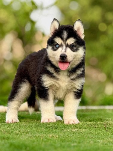 Siberian Husky For Sale In Bangalore