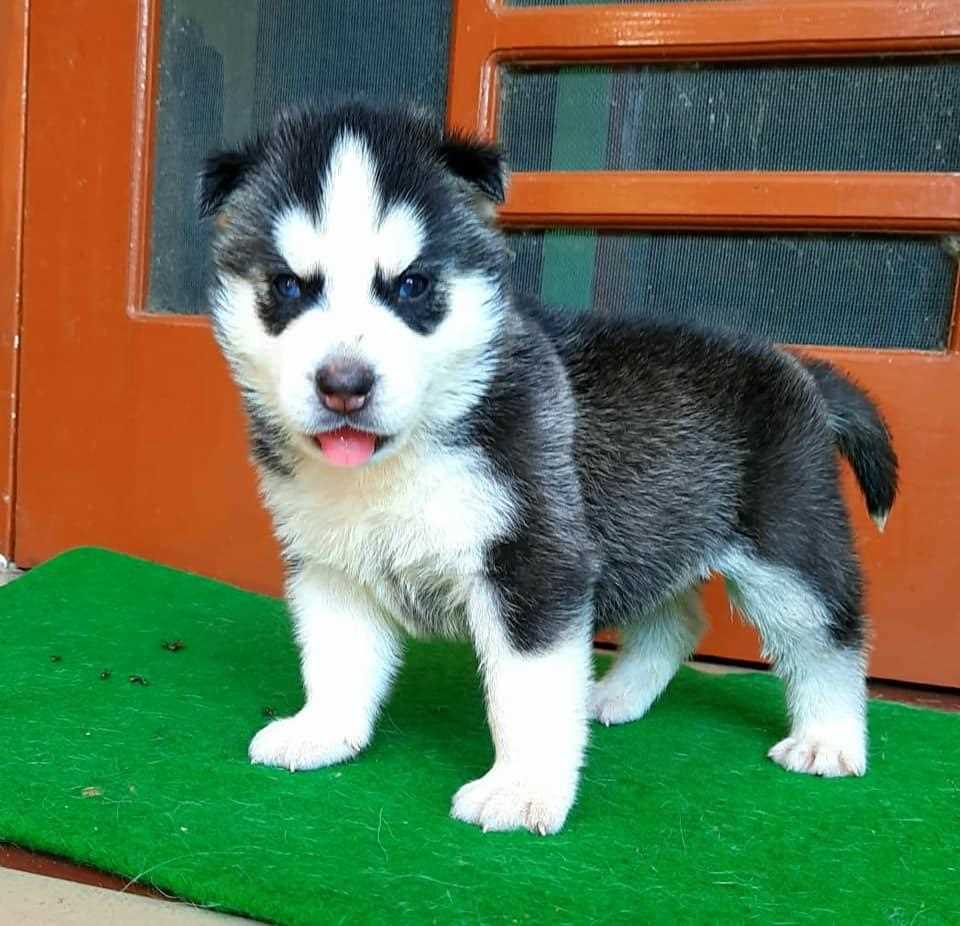 Siberian Husky For Sale In Agra