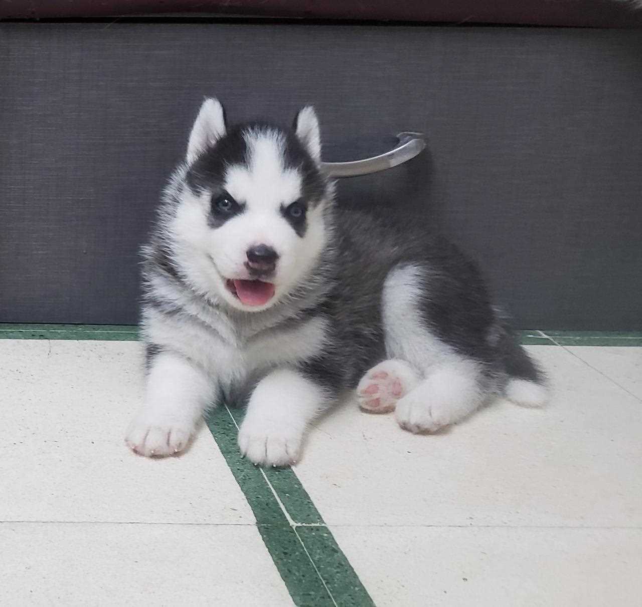 Siberian Husky For Sale In Agra