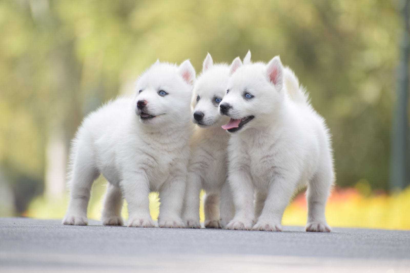 KCI Registered Siberian Husky