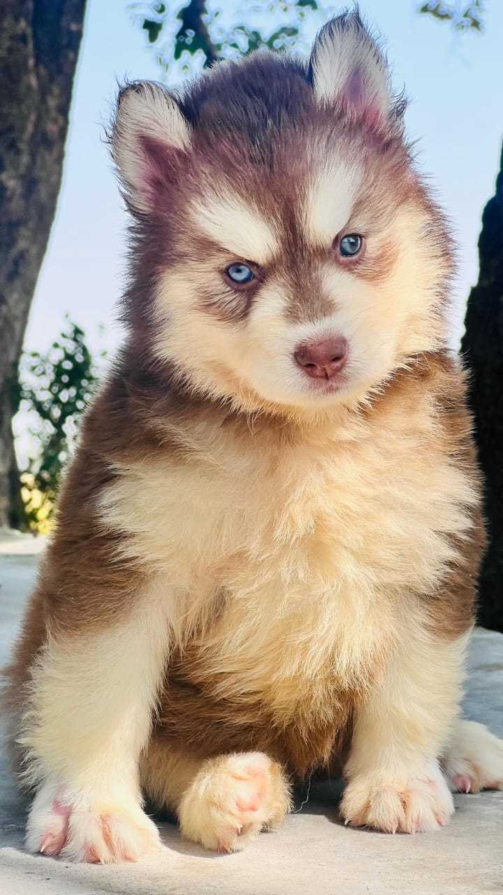 Siberian Husky For Sale In Thrissur