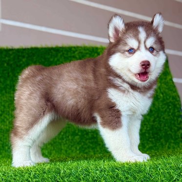 Siberian Husky For Sale In Thrissur
