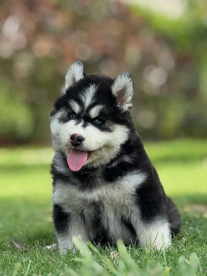 Siberian Husky For Sale In Thrissur