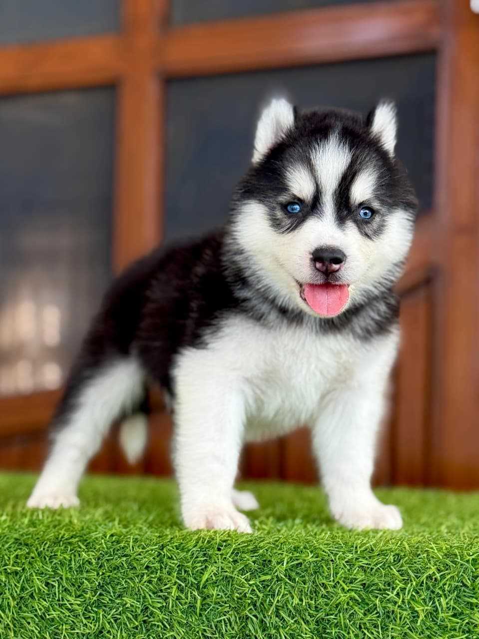 Siberian Husky For Sale In Thrissur