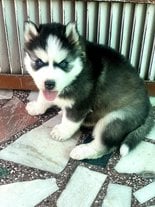 Siberian Husky For Sale In Thrissur