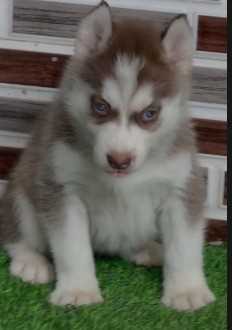 Siberian Husky For Sale In Thrissur