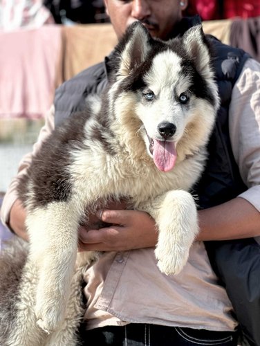 Siberian Husky For Sale In Srinagar JK