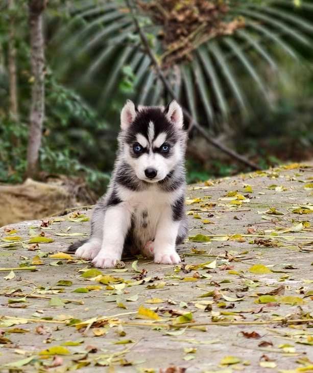 Siberian Husky For Sale In Delhi