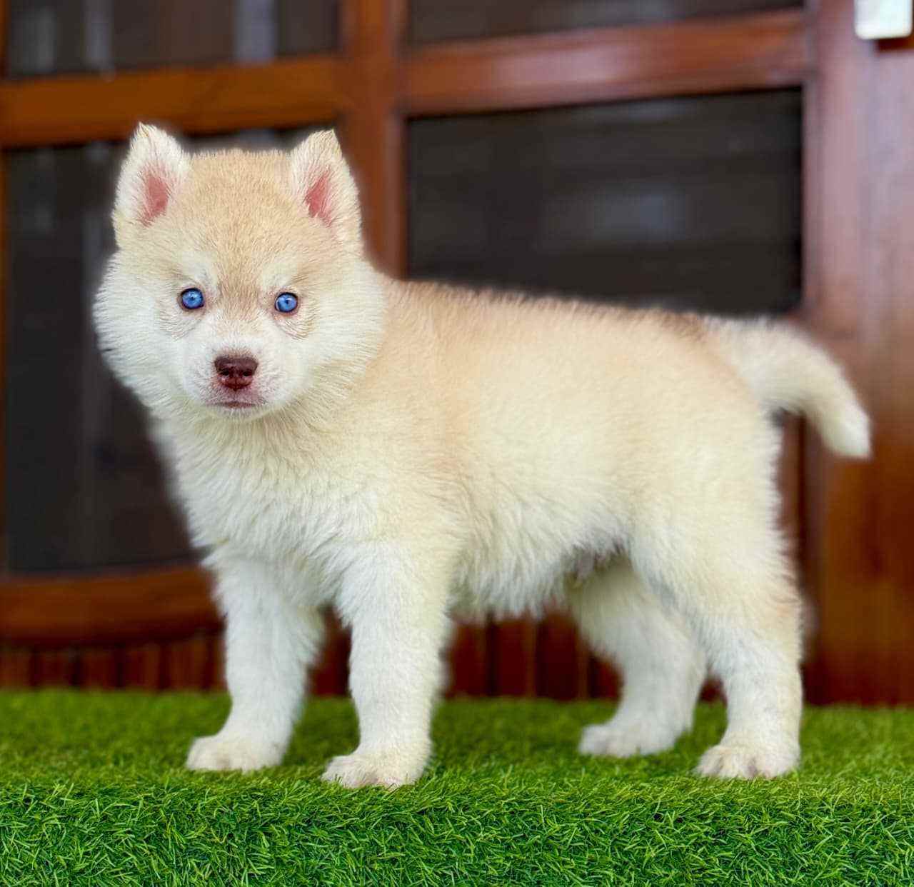 Siberian Husky For Sale In Srinagar JK