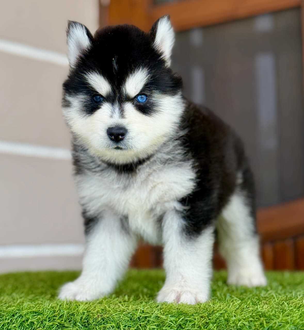 Siberian Husky For Sale In Srinagar JK