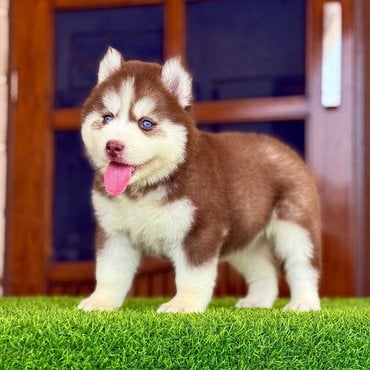 Siberian Husky For Sale In Srinagar JK