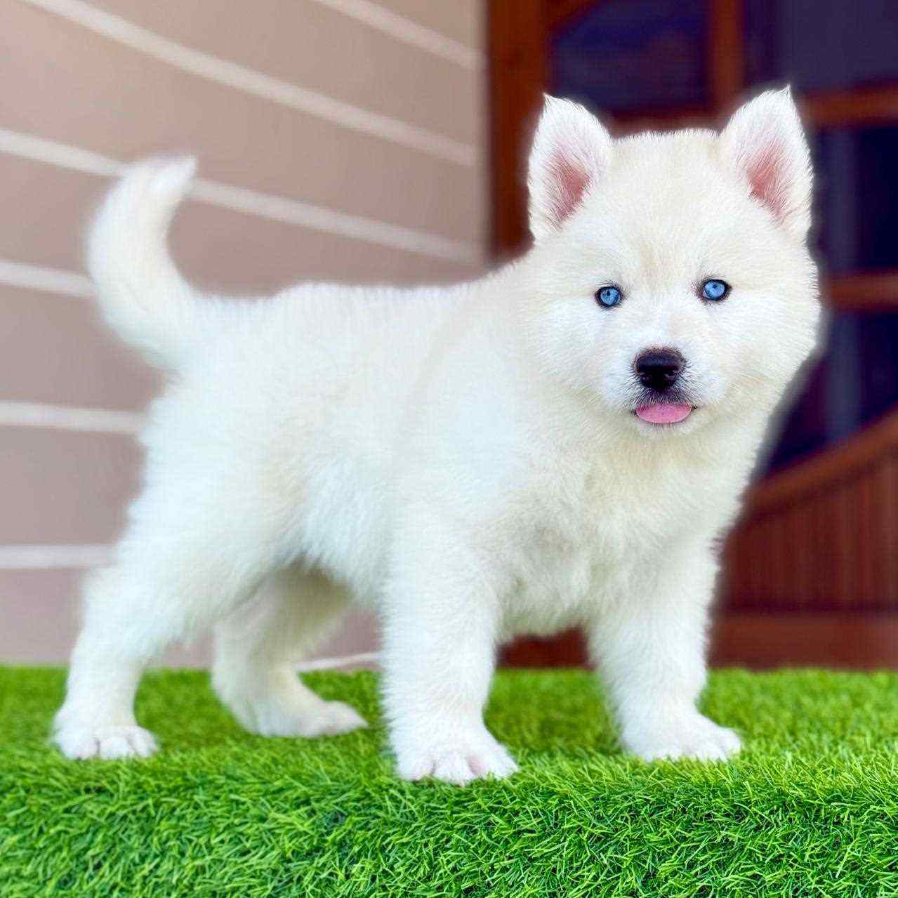 Siberian Husky For Sale In Srinagar JK