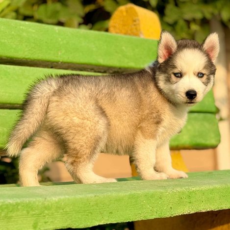Siberian Husky For Sale In Srinagar JK