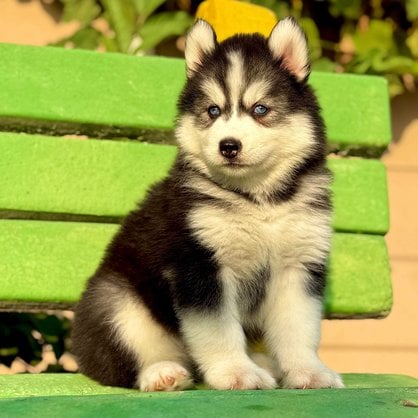 Siberian Husky For Sale In Srinagar JK