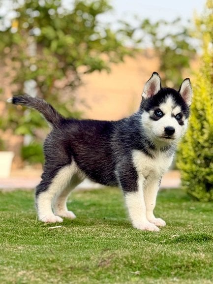 Siberian Husky For Sale In Srinagar JK