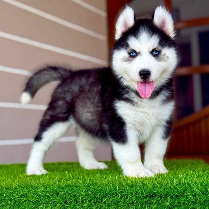Siberian Husky For Sale In Srinagar JK