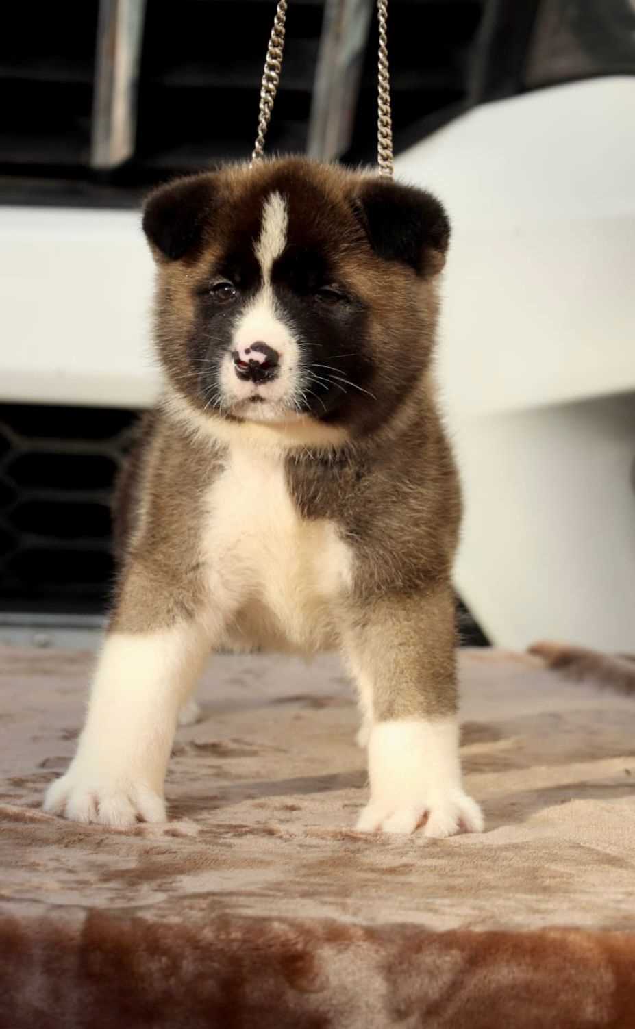 Akita For Sale In Pune