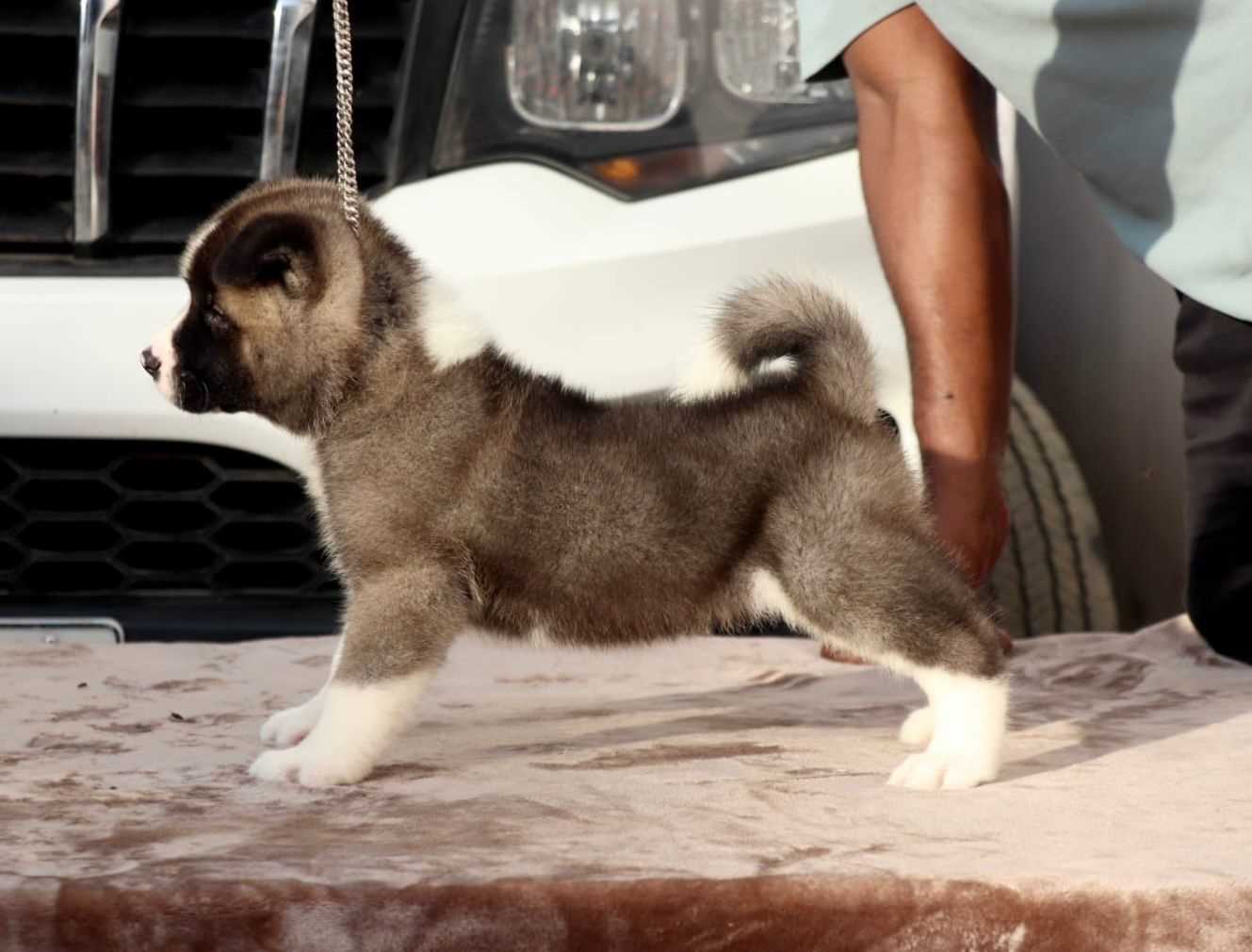 Akita For Sale In Pune