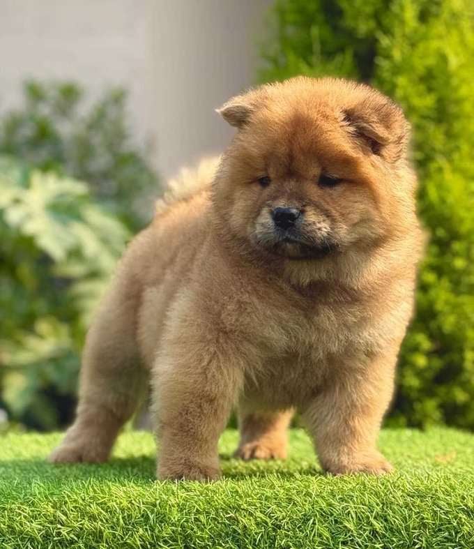 Chow Chow For Sale In Bhubaneswar