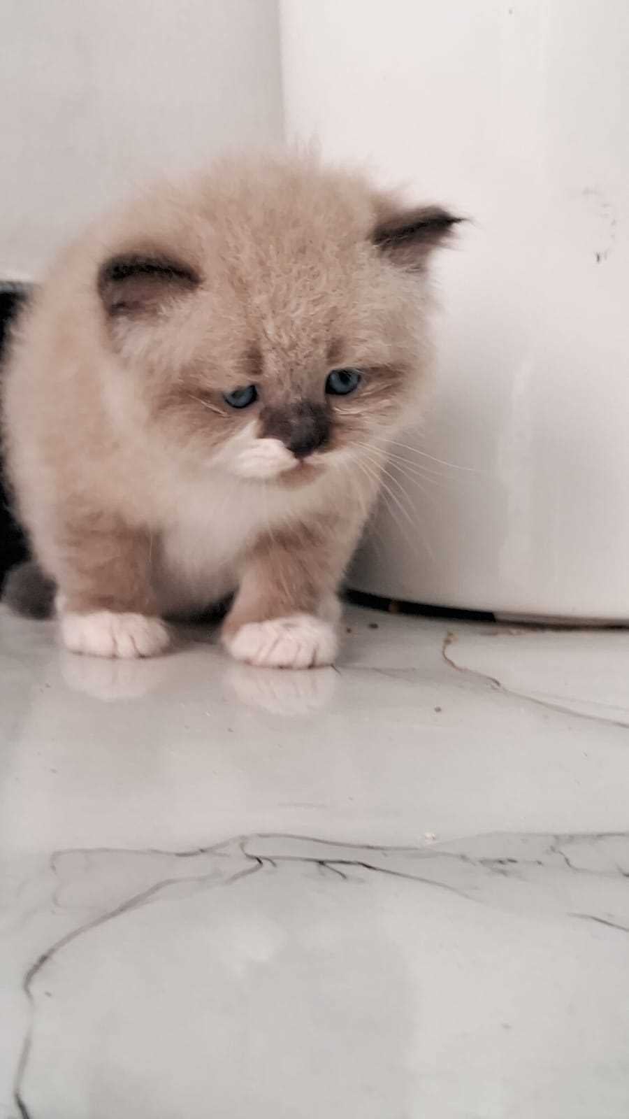 Ragdoll For Sale In Guwahati
