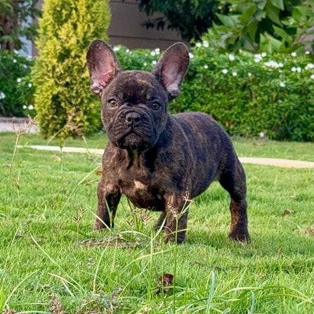 French Bulldog For Sale In Chennai