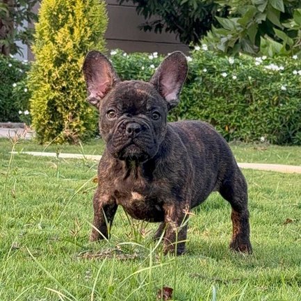 French Bulldog For Sale In Chennai