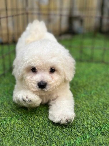Poodle For Sale In Chennai