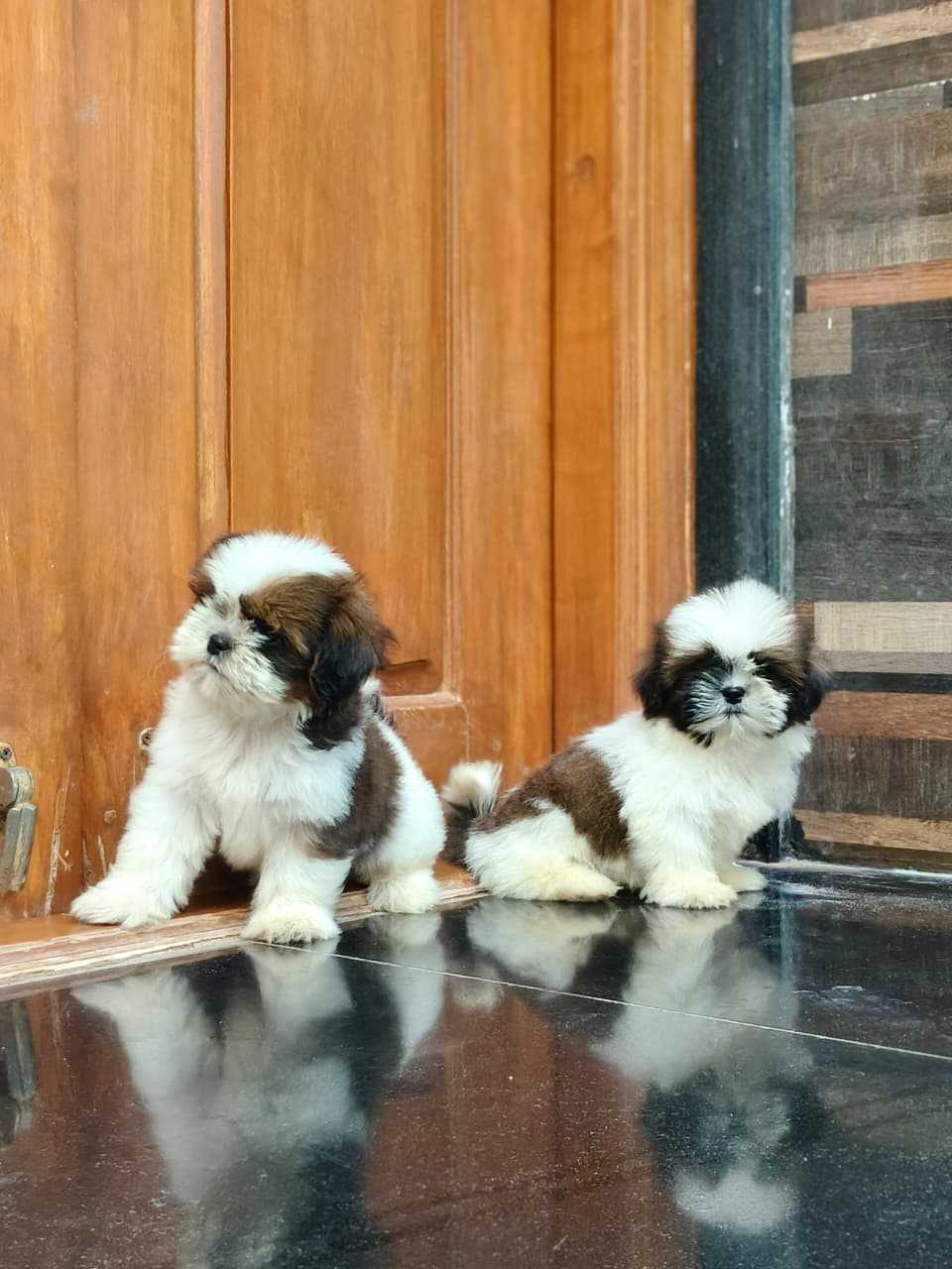 Shih Tzu For Sale In Jaipur