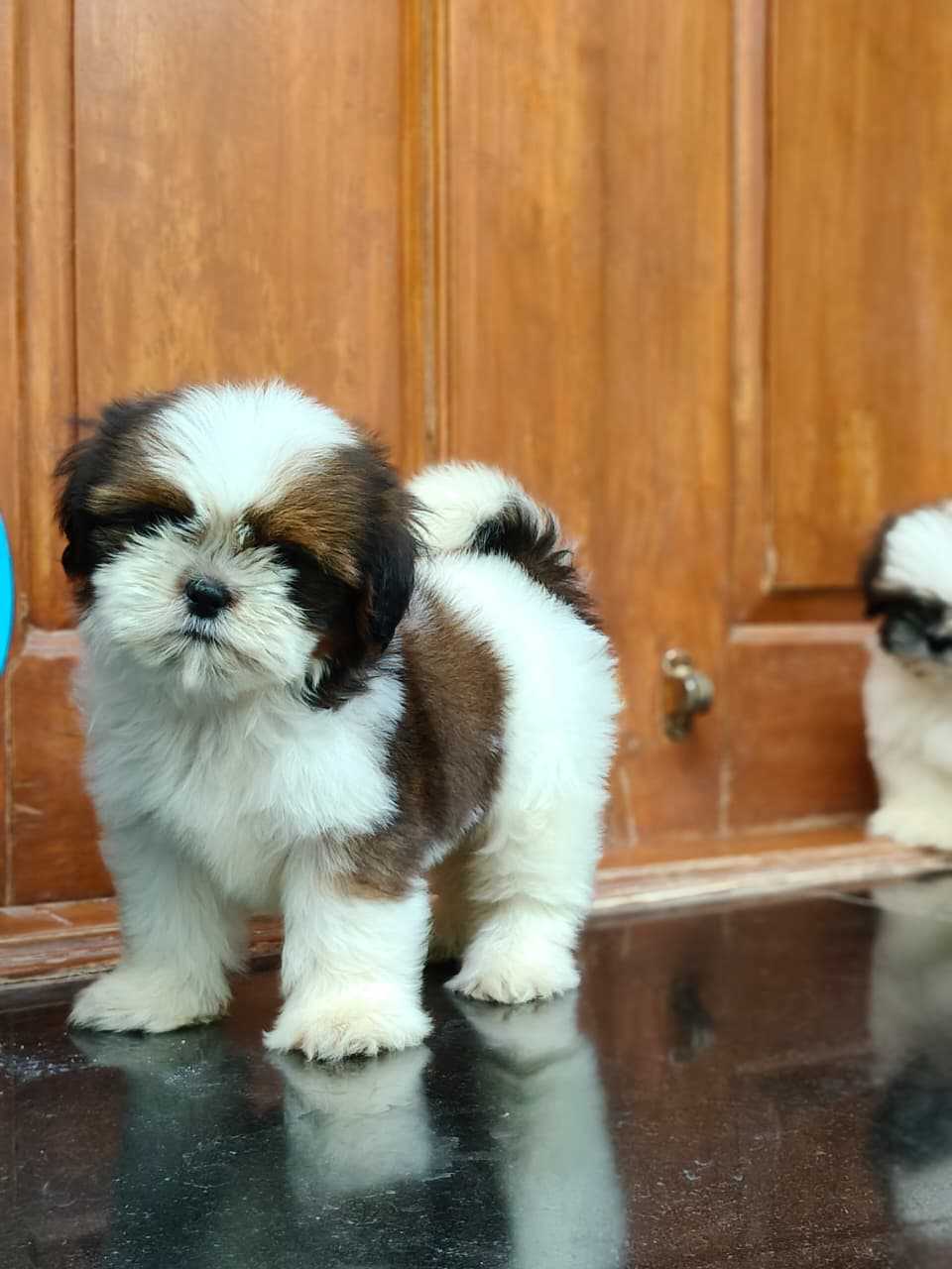 Shih Tzu For Sale In Jaipur