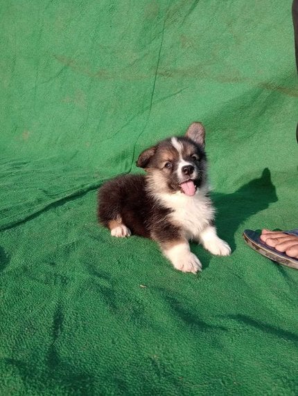 Pembroke Welsh Corgi For Sale In Jaipur