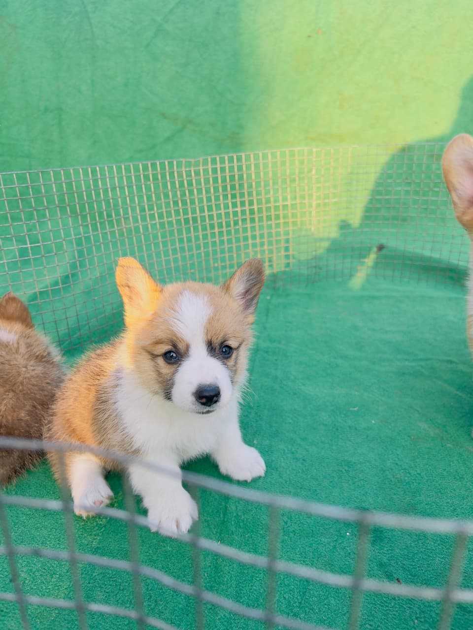 Pembroke Welsh Corgi For Sale In Jaipur